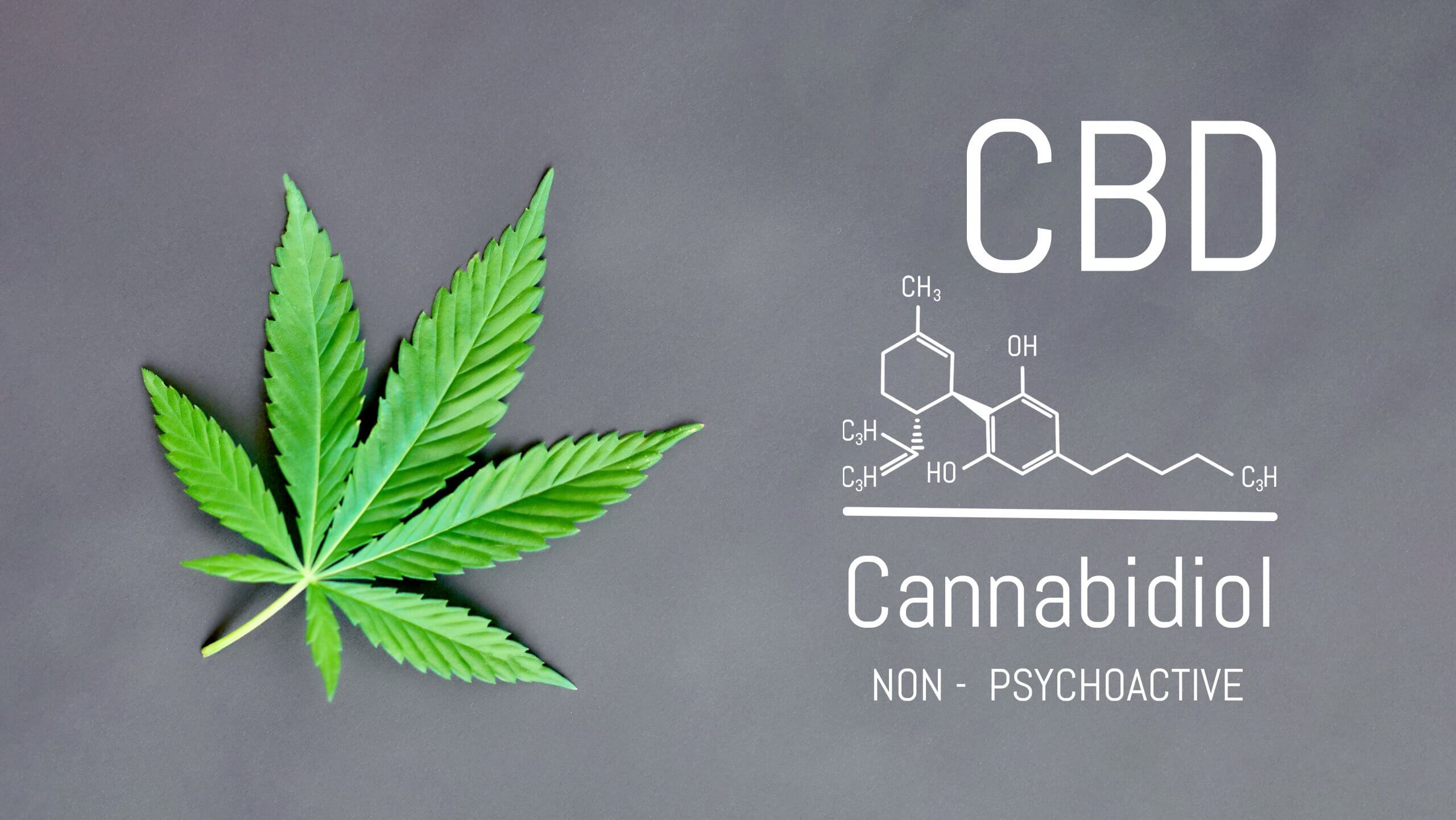 cannabis plant with the chemical molecule of CBD Canabidiol