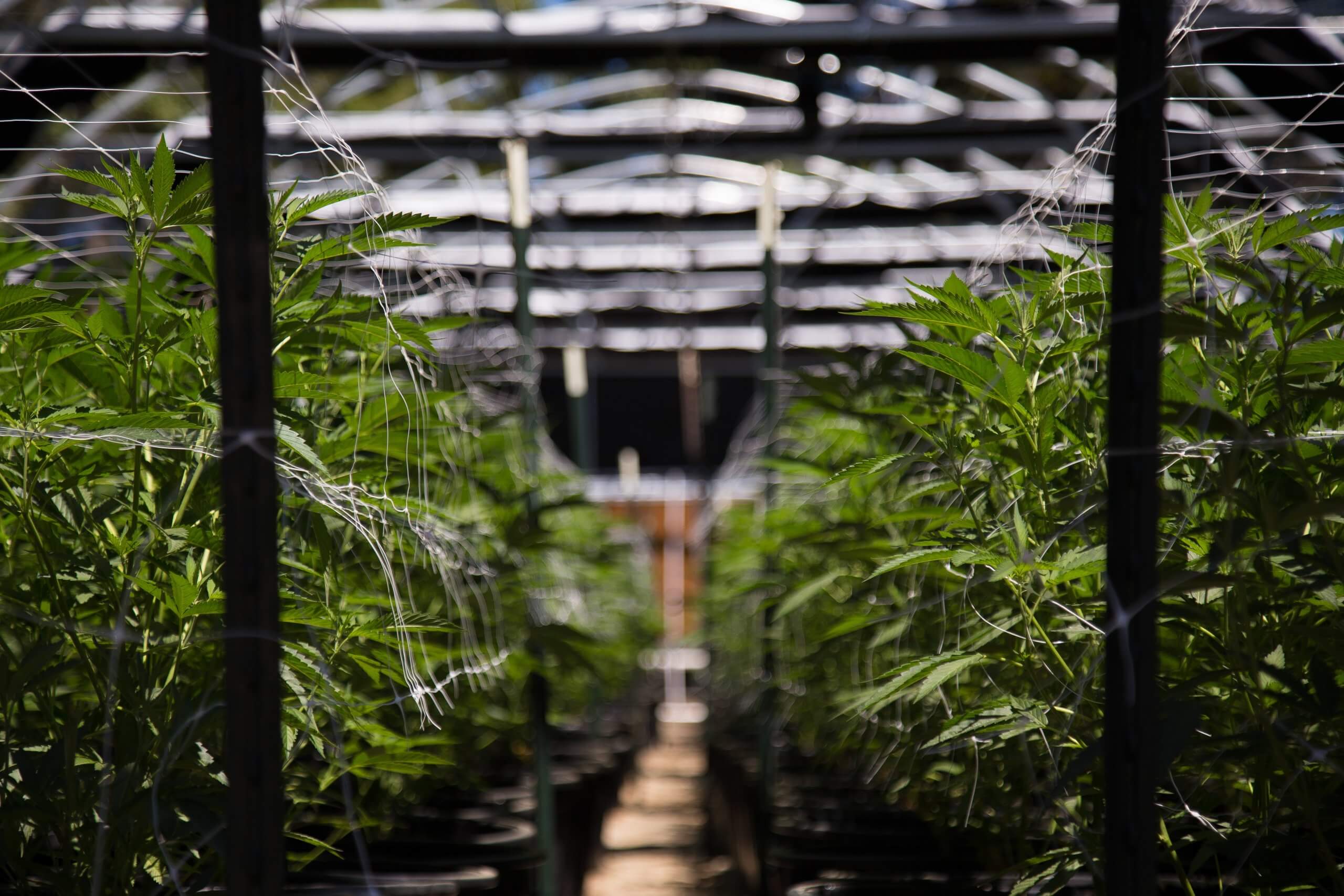 cannabis plants in an industrial dacility
