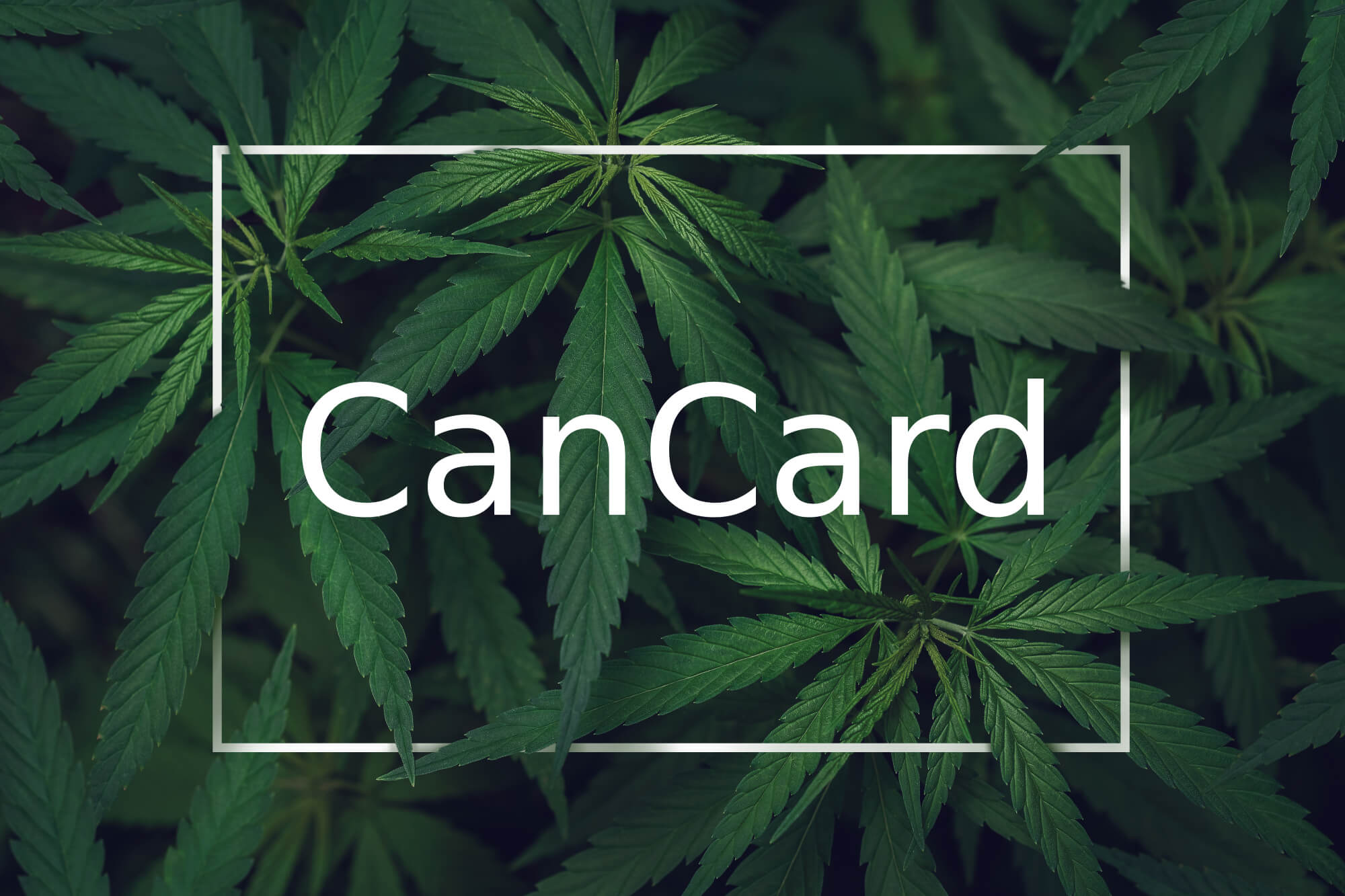 cannabis with a white frame and typo cancard in the middle