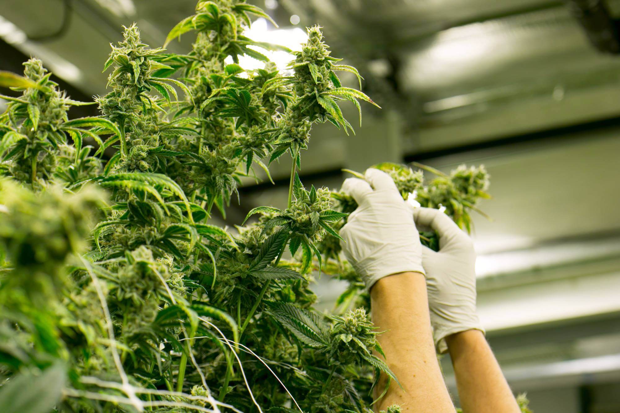 hands with gloves harvest cannabis plant